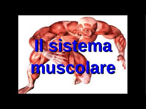 Scienze2: il corpo umano: il sistema muscolare