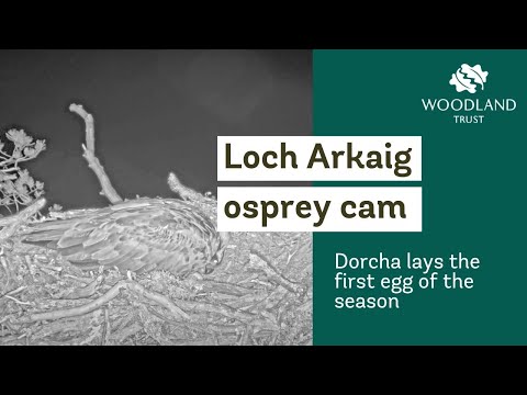 Dorcha the osprey lays an egg on the Loch Arkaig nest