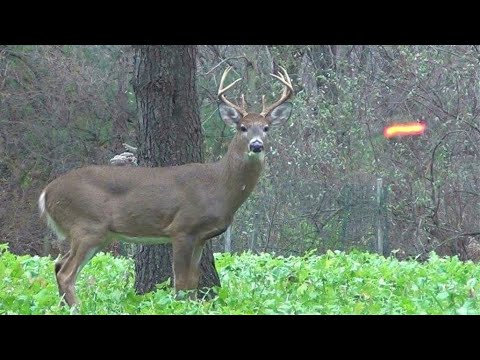 30 Kills in 30 Minutes! (ULTIMATE Hunting Highlights)