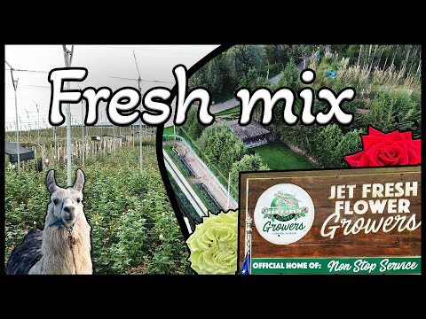 #JFTV Jet Fresh Growers 2023 Fresh Mix - Ecuadorian Rose Farm