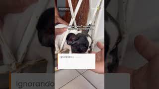 Filhotinha apronta em casa e acaba precisando da ajuda dos bombeiros no Ceará #shorts