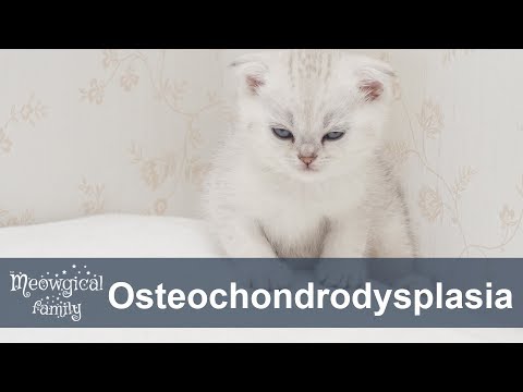 Osteochondrodysplasia in Scottish fold cats