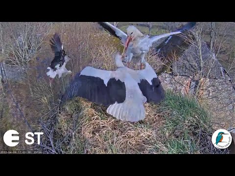 Baltie stārķi Tukuma novadā - KONFLIKTS 3 stārķi