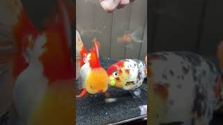 Download lagu Ikan Lucu gemoy viral tiktok #ikanhiasairtawar #ikankoki #shorts #funny #lucu #lol #viral #tiktok mp3