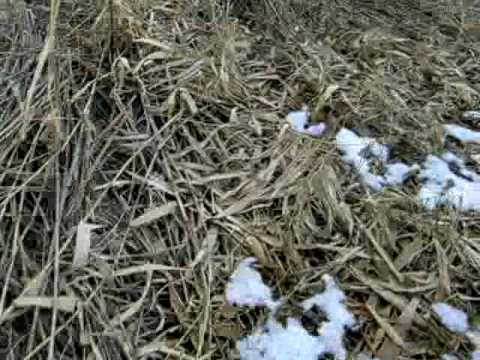 10 02 27 Walking on Plastic Reeds