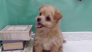 ハーフ犬の動画01