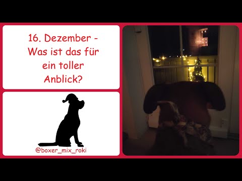 Rokis Adventskalender: 16. Dezember – Was ist das für ein toller Anblick?