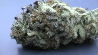 4 Kinds Of Killer Buds 2016 by Urban Grower