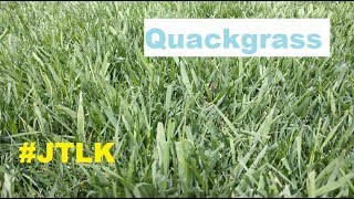 HOW to KILL QUACK GRASS IN Your CRAPPY LAWN // Spring Lawn Stuff + How to Get Rid Of Quackgrass