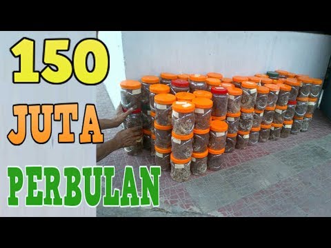 Kelebihan berat badan dan impotensi Ayam besar gadis kecil secara online