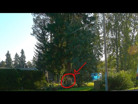 Metsolan Metsäkoulu 338 - Millaisen puunkaadon saa 300 eurolla?