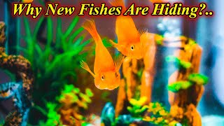 Why Do Newly Added Fish To Tank Don't Eat And Why They Hide? Problem Not Eating/ Fish Aquarium Tamil