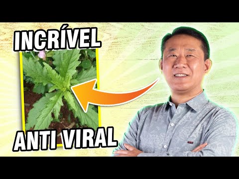 8 BENEFITS OF SANTA MARIA'S HERB - MASTRUZ | Peter Liu