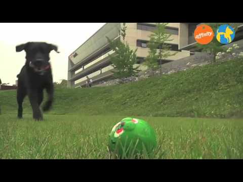 Elige tu raza - Labrador - Más que perros y gatos 2 | Fundación Affinity