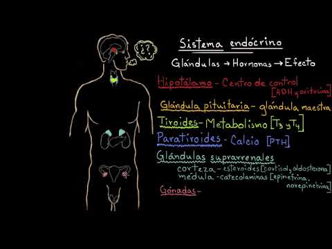 Summary of Endocrine Gland Hormones | Physiology of the Endocrine System