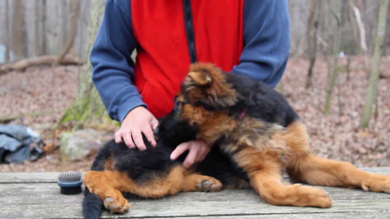 Watch Adoptar un Cachorro de Pastor Alemana Now Adoptar un Cachorro de Pastor Alemana