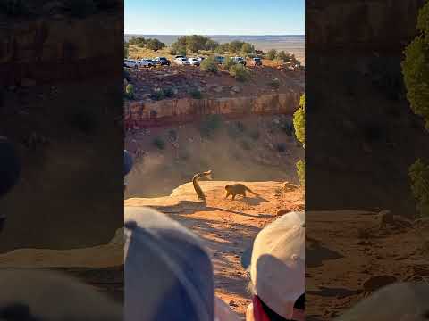 Mongoose vs Great Basin Rattlesnake… Who Breaks First? 😳🐍