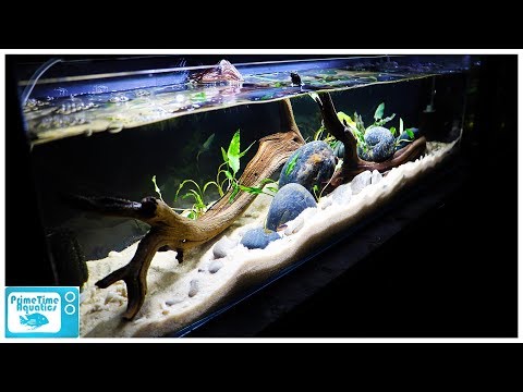 Is This The Best Nano Aquarium Size? 12 Gallon Long Rasbora Aquascape!