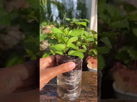 How to grow mint in a plastic bottle #garden #growathome #plant #mint