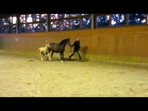 Hengstfohlen Donnerwetter x Cheyenne (Champion de Luxe-Chantre B) Vollschwester zu Calvin Klein