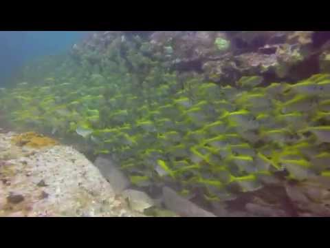 Scuba Diving Sydney - Long Reef 2014