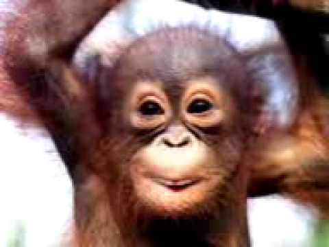 download lagu mp3 mp4 Affee, download lagu Affee gratis, unduh video klip Affee