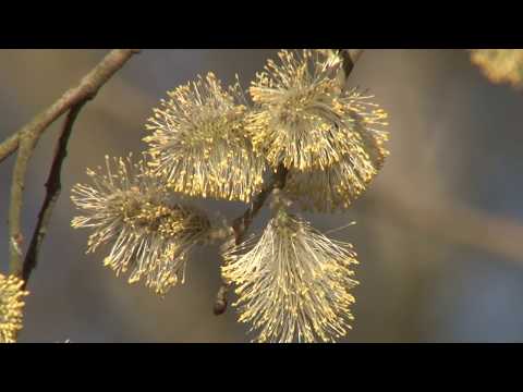 Die Enten - Entdeckungsreise ins Tierreich - Haff Réimech - Hof Remich - Tier Doku