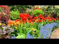 4K Flowers Blooming Relaxing Nature Video With Tulips Spring Flowers