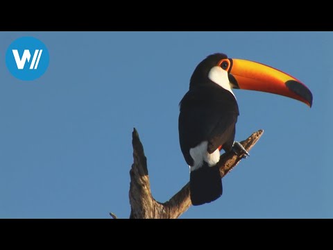 Brasilien erleben - Vom Rio Negro bis zum größten Wasserfall der Welt (Planet HD)