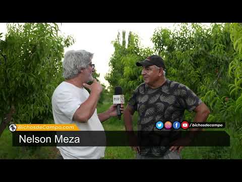 Nelson Meza, productor de frutas y ganado de Luis Beltrán, en Río Negro