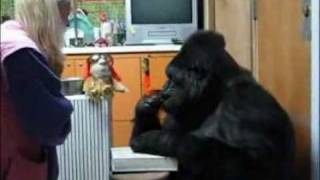 Koko's "brilliant pink" awareness