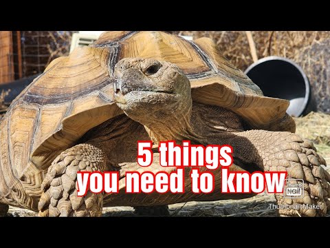 5 things you should know before owning a Sulcata Tortoise