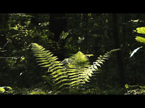 Svarog Light - 2 хвилини життя 🌿