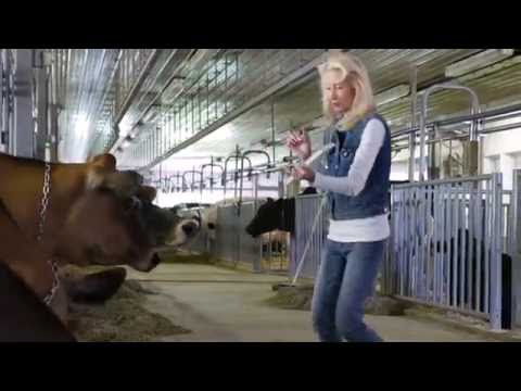 Three Blonde Mice book trailer