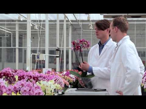 Anthura productfilm ENG