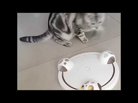 Cat Toys  Interactive-Rotating Mouse Toy Review