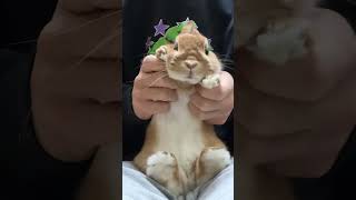 Download lagu DJ Rabbits🐰#DJSECRETRMX #DJ #うさぎ #bunny #rabbit mp3 Download lagu DJ Rabbits🐰#DJSECRETRMX #DJ #うさぎ #bunny #rabbit mp3