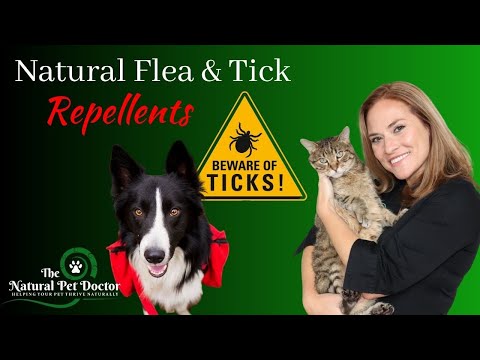 Natural Flea and Tick Preventatives for Your Pets: Say No to Conventional Drugs!