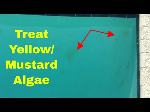 How to Treat Yellow Algae or Mustard Algae in Your Pool