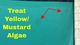 How to Treat Yellow Algae or Mustard Algae in Your Pool