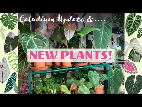 Looking after 200+ Houseplants! New Plants l Tour & Caladium Update 💚🌿