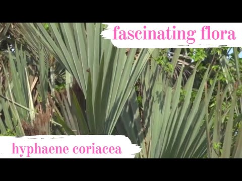 Fascinating Flora Lala palm Hyphaene coriacea with Kim