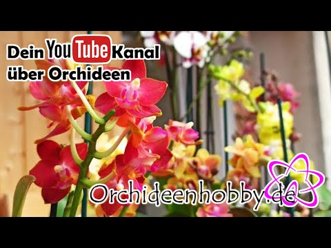 , title : 'Orchideen Gespräch - Unboxing - Qualität von Orchideen Wichmann Phalaenopsis'