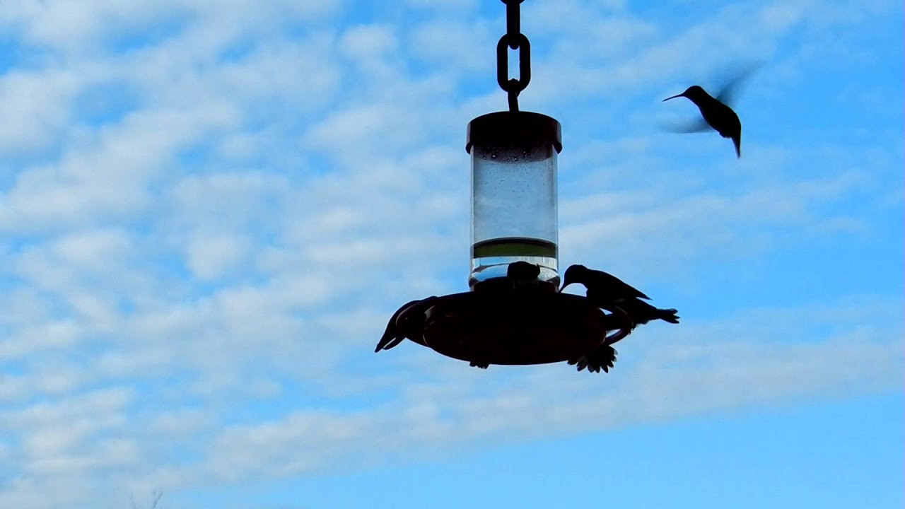 More hungry hummers