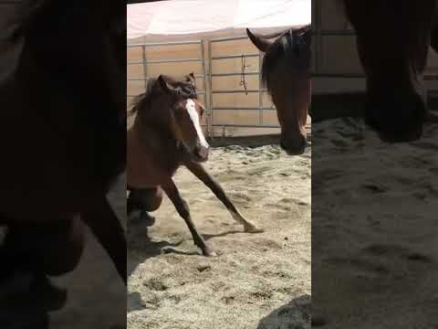 , title : 'Wild mustang won’t stop rolling after being adopted😂see the full version👇'