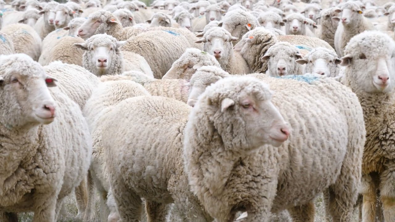 youtube video id=HDLyITCnA8Q