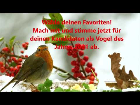 Folk'n Roll  Schicke Führs Fröhling /Vogel des Jahres 2021- Deutsch Rock