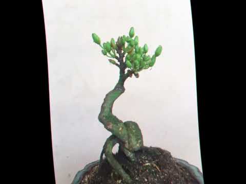 Hình ảnh quá trình ra nụ tới nở hoa của cây Mai vàng | Mai vàng Tường Nhiên