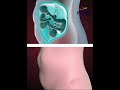 TWINS STRUGGLING TO SURVIVE INSIDE THE WOMB 3D ANIMATION