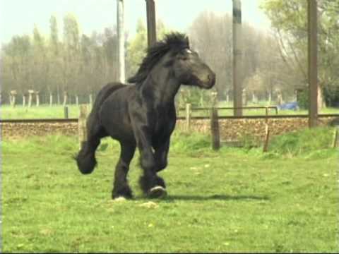 Simon van Straten - Beautiful Belgian Draft Horse